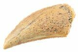 Serrated Raptor Tooth - Real Dinosaur Tooth #364809-1